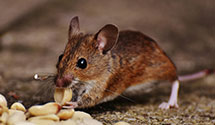 24 Hour & Emergency Exterminators in Emmonak, AK